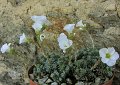 aa Saxifraga marginata (coll. Aoos valley)